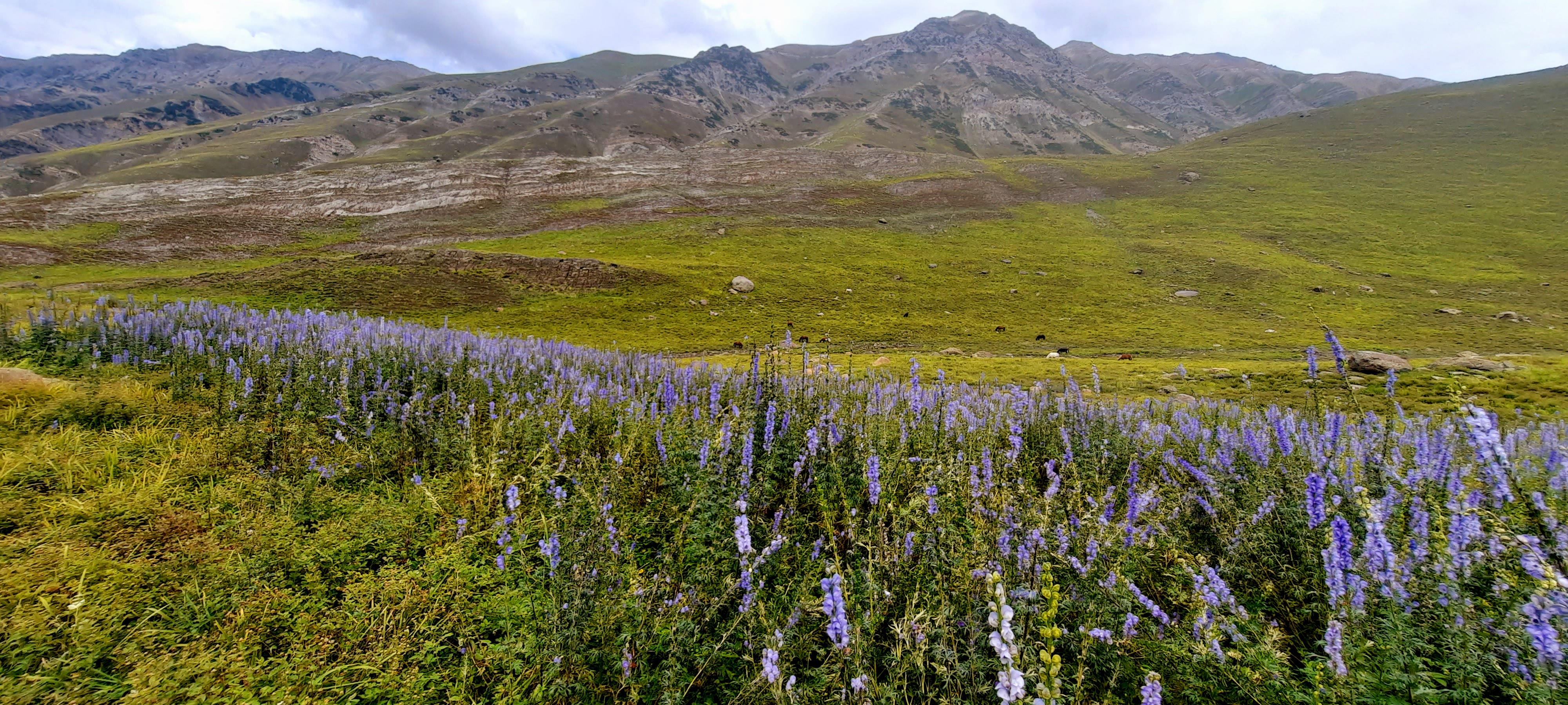 Tarsar Marsar Trek - Kashmir